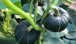 网红汤颖吃瓜是真的吗,真相还是炒作？